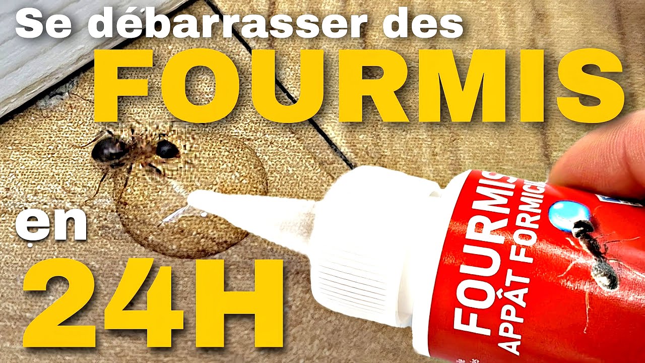 Comment éliminer les fourmis efficacement en 24h ? (facile & rapide)