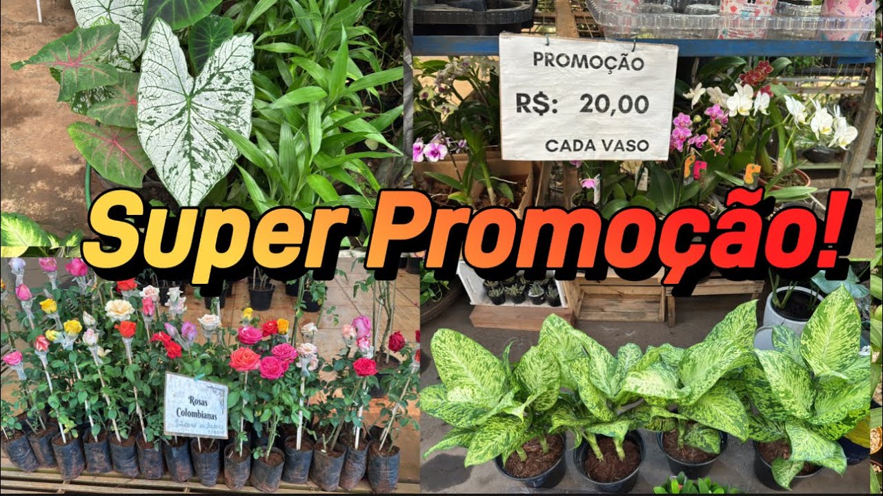 As Melhores Ofertas do Ceasa Campinas a partir R$5,00