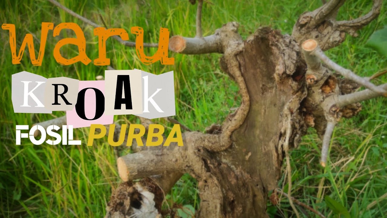 Berburu bahan bonsai waru di alam liar, motif kroak keringan alami