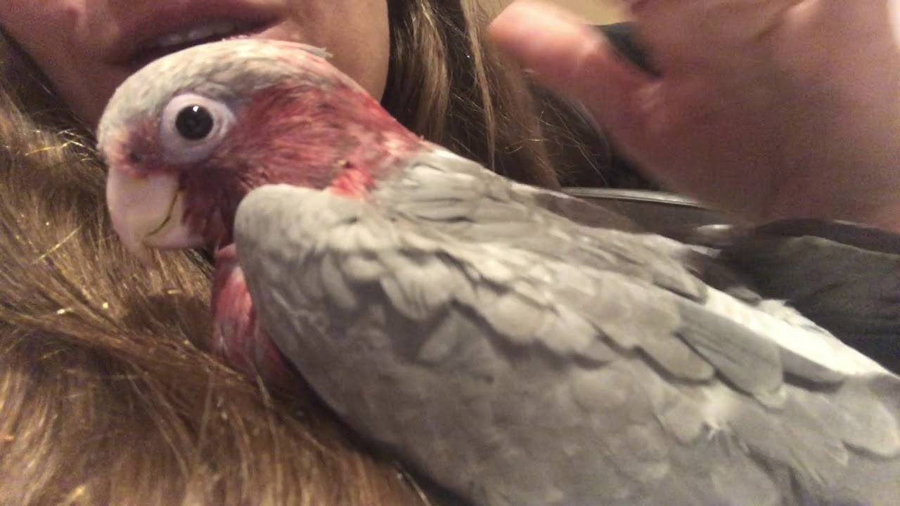 Hush a Bye Herbie #sleepybaby #babyparrot #GalahCockatoo #RoseBreastedCockatoo #Birb #CuteBird