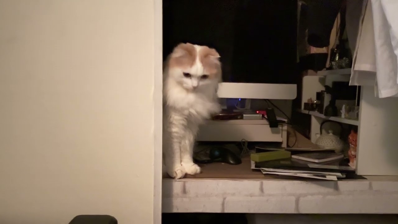 暗闇の中で押し入れに半分隠れてちらちらこちらを見てくる猫神様　ーHalf-hidden in the dark closet, Kohaku peeks around.