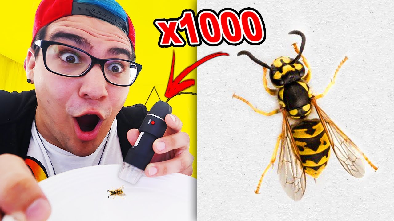 OBSERVANDO INSETOS NOJENTOS COM MICROSCÓPIO ( INCRÍVEL )