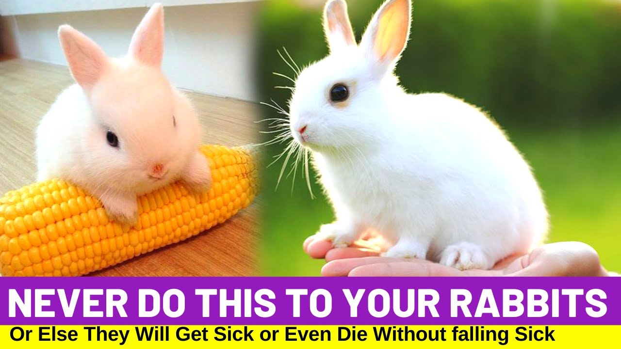 10 Things You Should Never Do To Your Rabbits