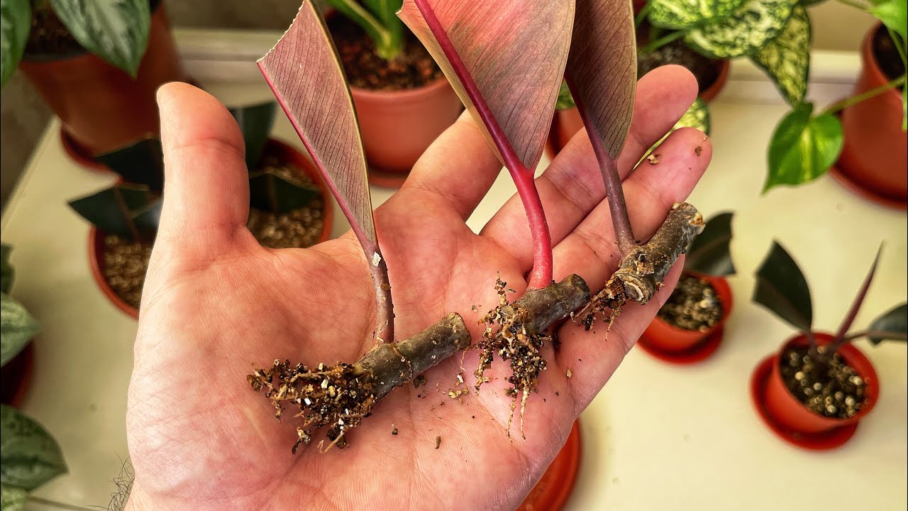 Қаламчаларни натижаси. 