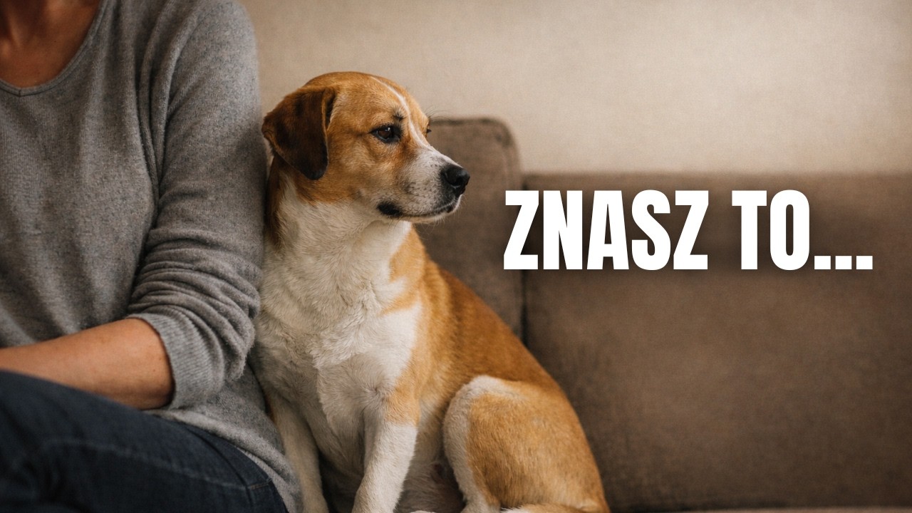 Najczęstsze „dobre rady”, które w ciszy niszczą relację człowiek–pies | To mówią opiekunom od lat.