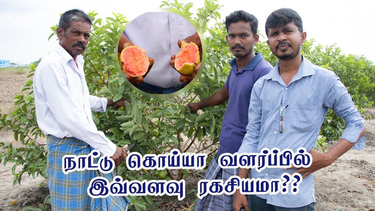 நாட்டு கொய்யா வளர்ப்பில் இவ்வளவு ரகசியம் இருக்கா? | Red Guava Breeding system | Pattikattu Payapulla