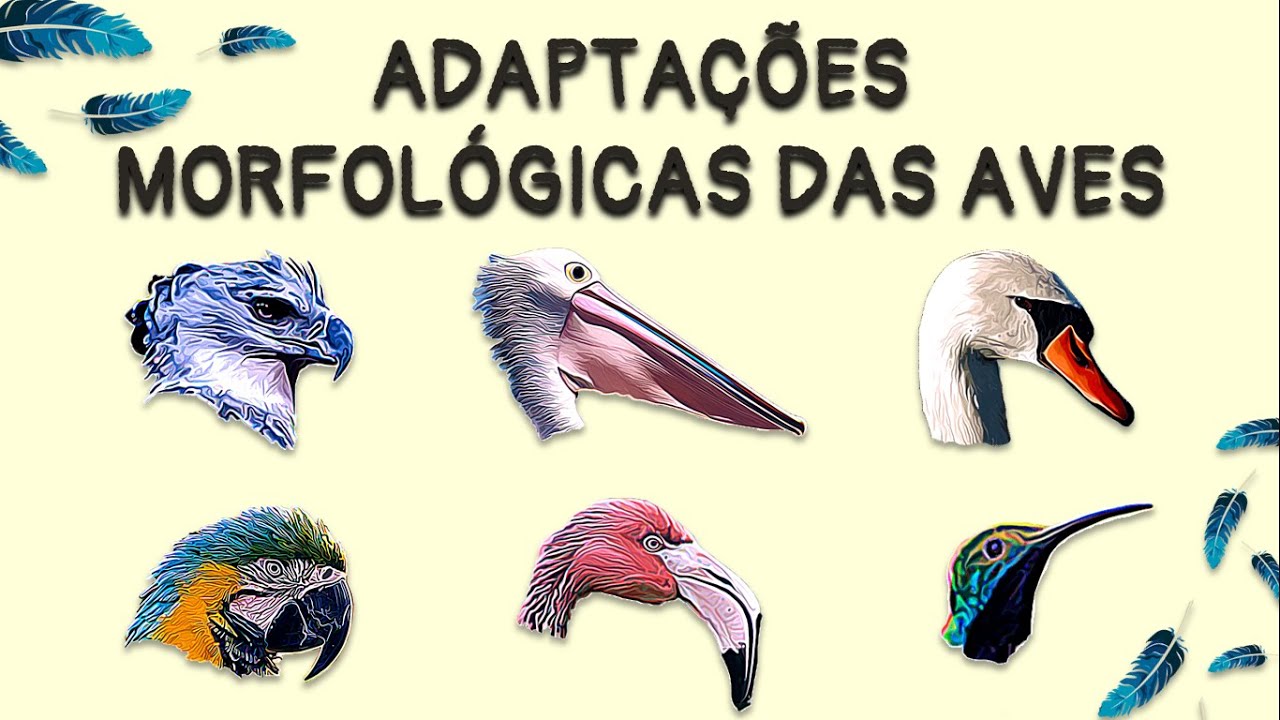 Adaptações Morfológicas das Aves