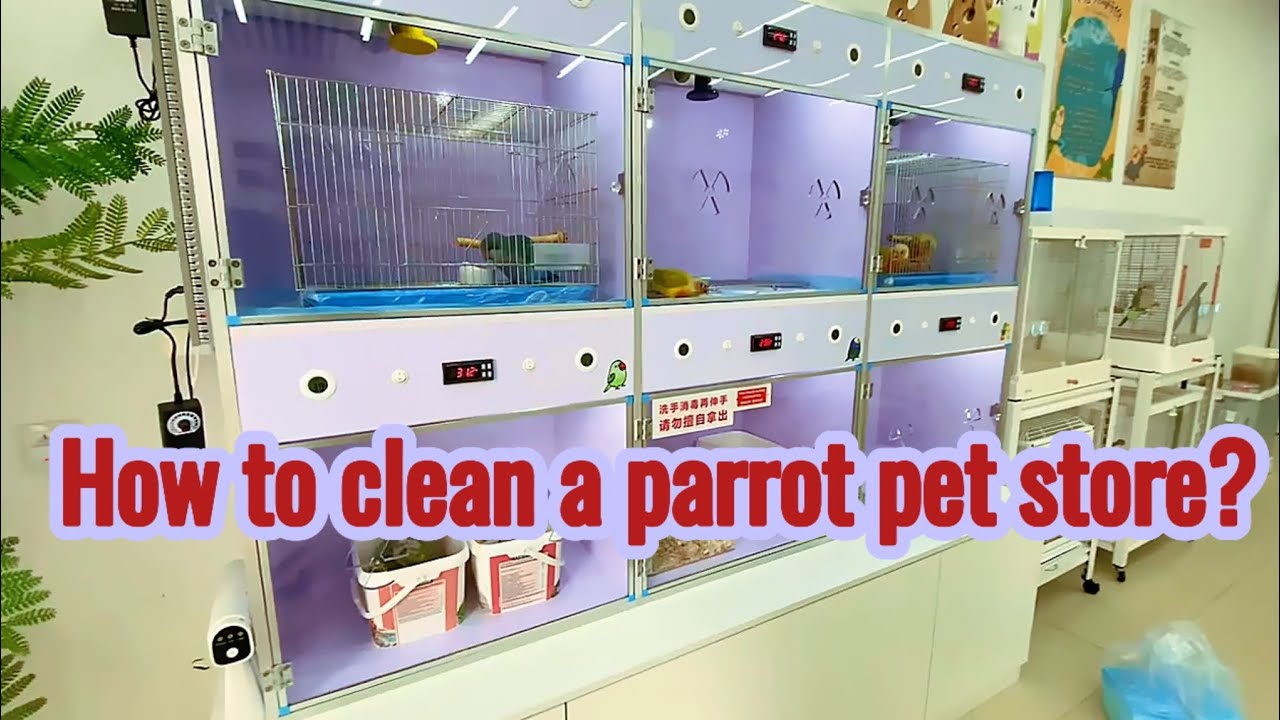 How to deep clean a parrot pet store?#parrots