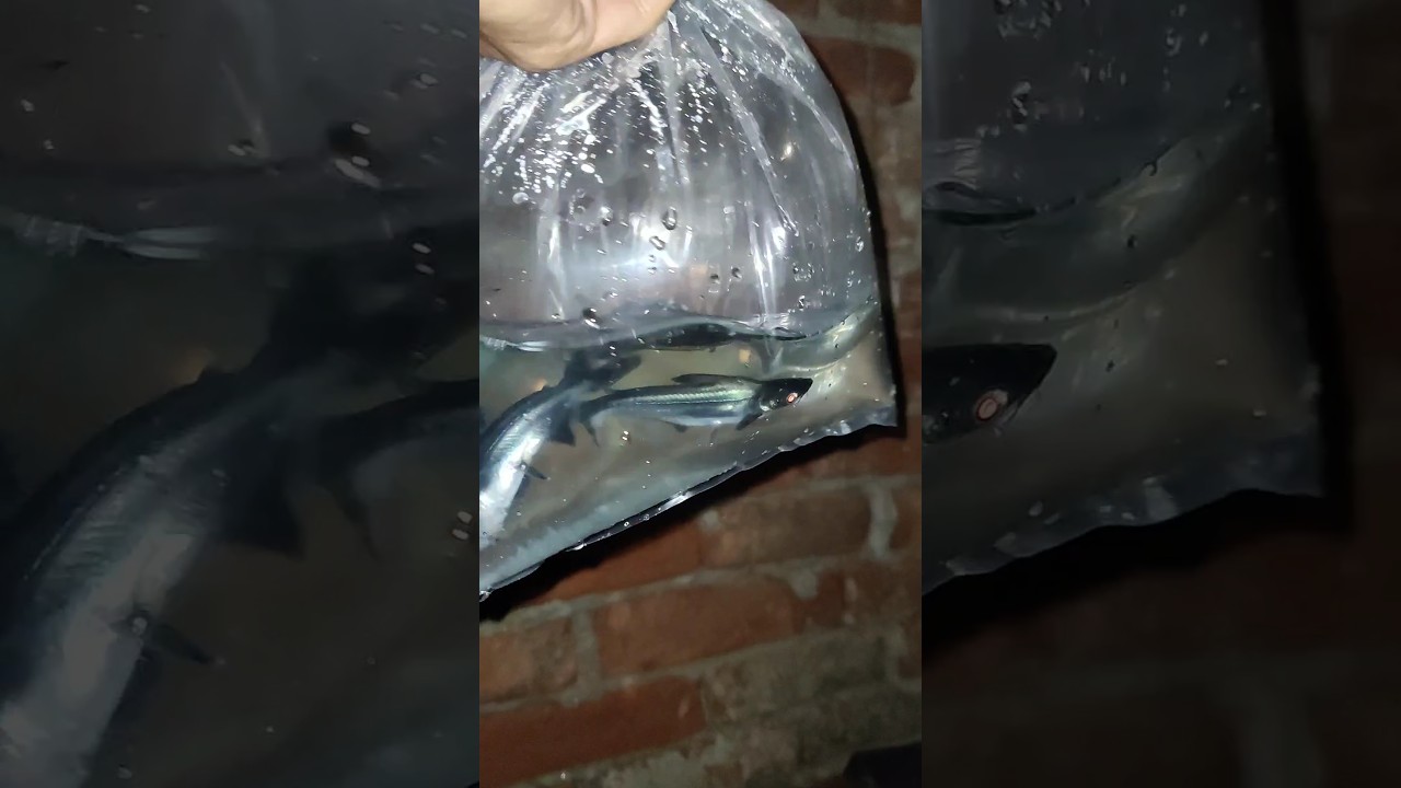 New Shark 🦈 fish add krdiya pond kr mein 😍 
