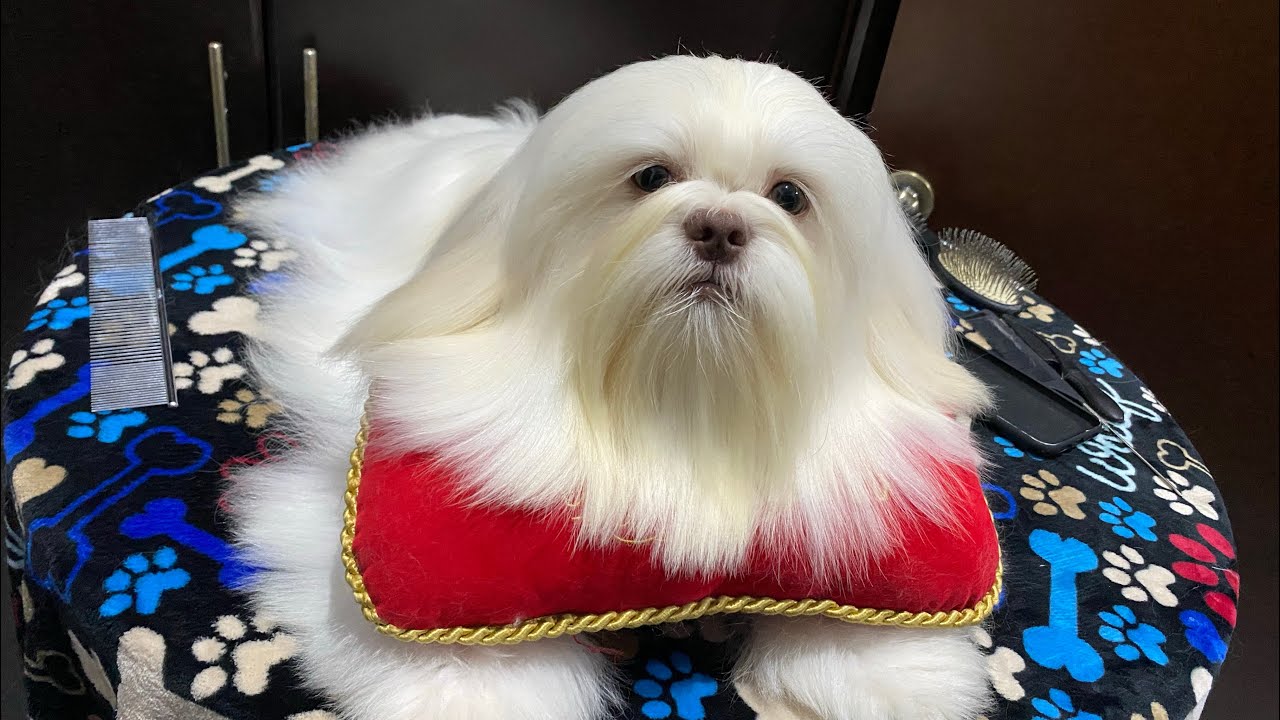 DISFRACÉ de DIABLITO a mi SHIH TZU | HALLOWEEN 🎃👻