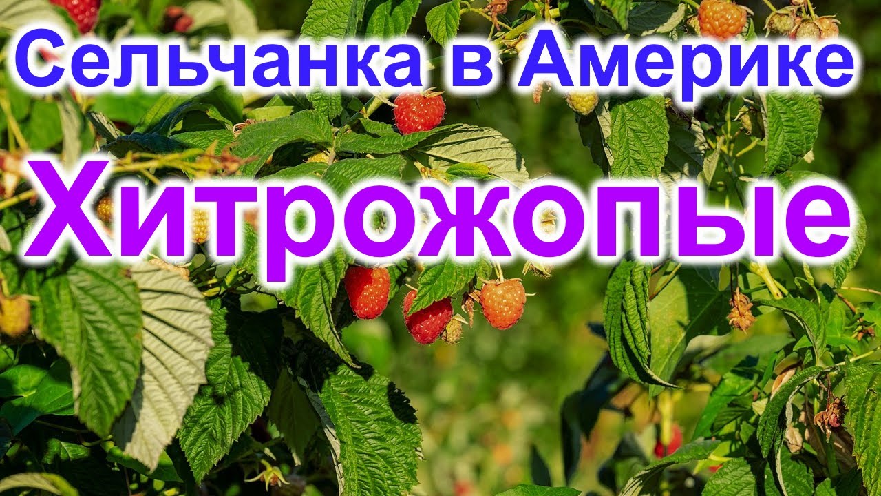Сельчанка в Америке. Хитрожопые Сельчане