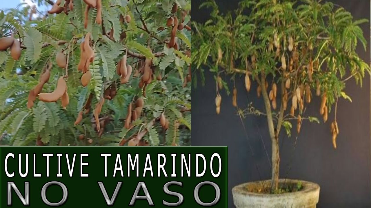 Tamarindo como se faz a muda pra cultivar no vaso  #CultivodePlantas