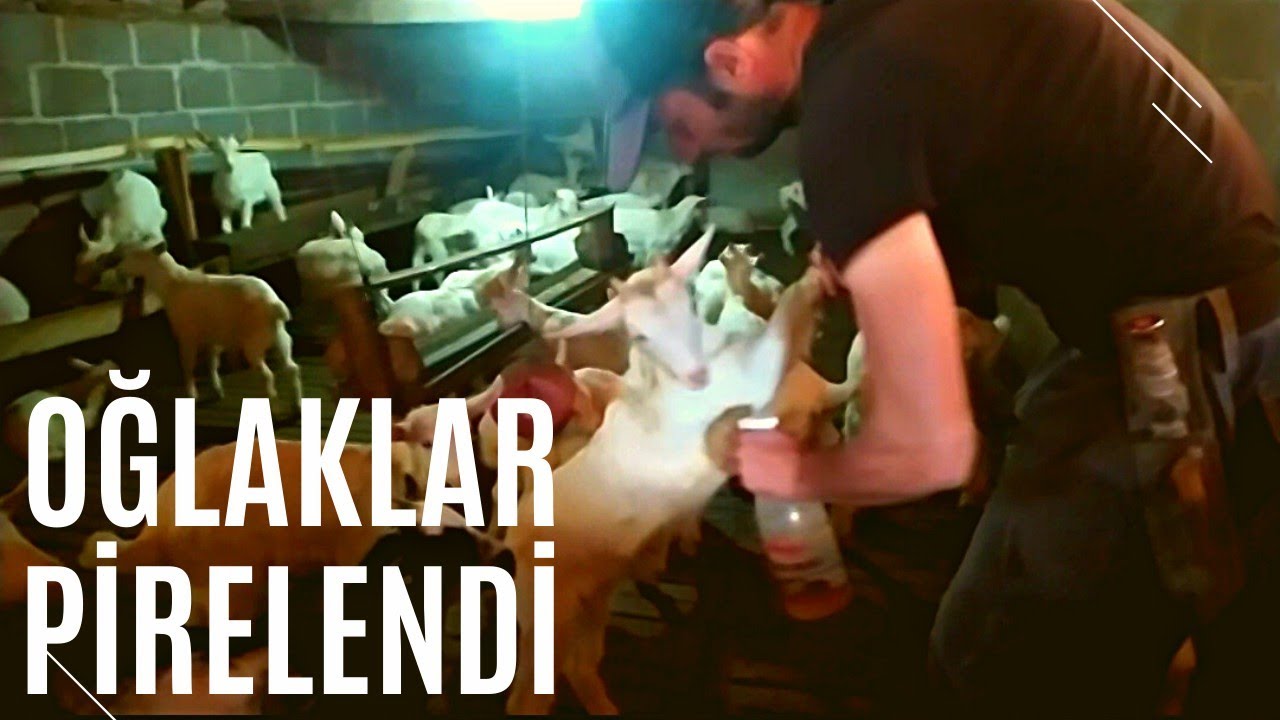 Oğlaklara pire ilacı uygulaması- Cengizhan çok üzgün