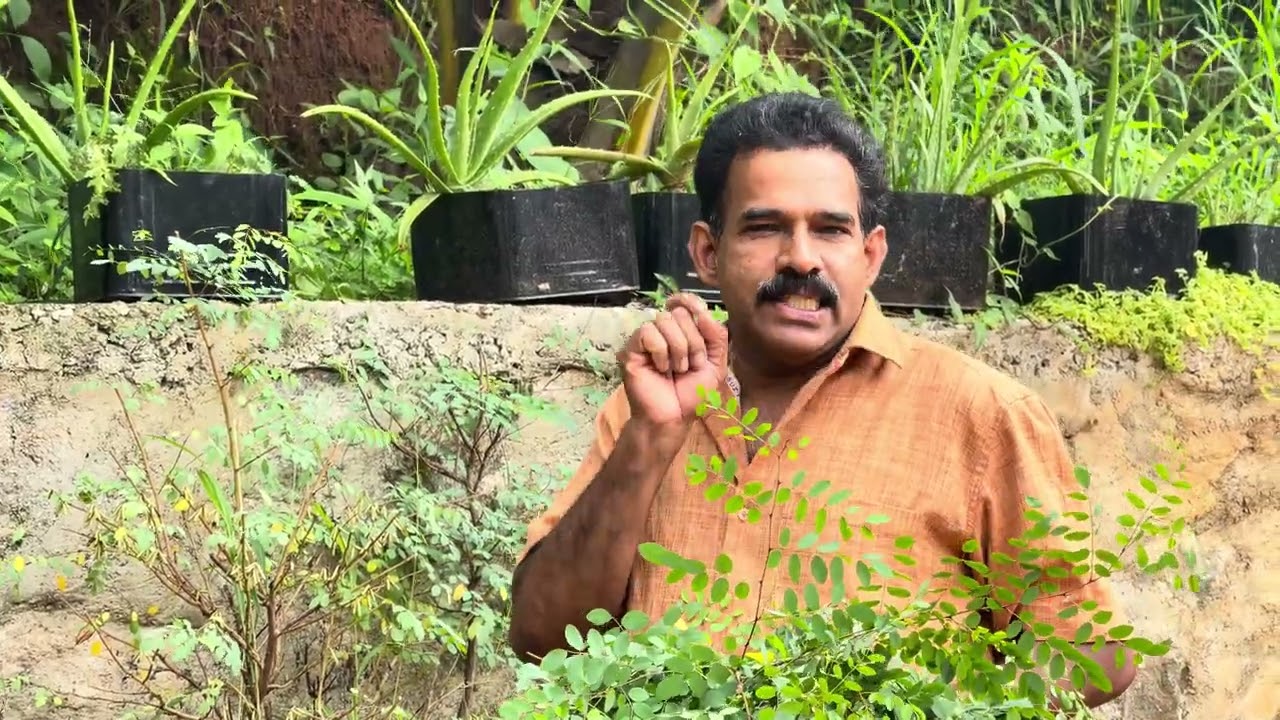 വീടായാൽ ഒരു നീലയമരി വേണം ഈ ഔഷധത്തിന്റെ ഫലം കേട്ടാലോ സന്തോഷം തോന്നാതിരിക്കില്ല