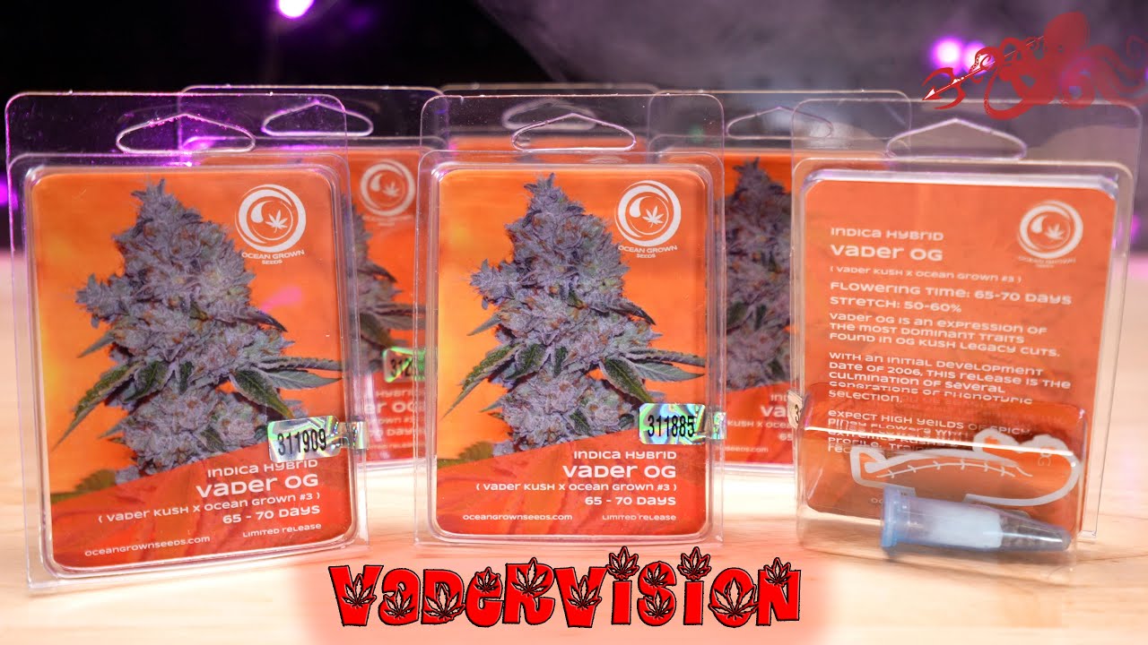 Seed to Harvest for Vader OG Kush Breeding Selection!