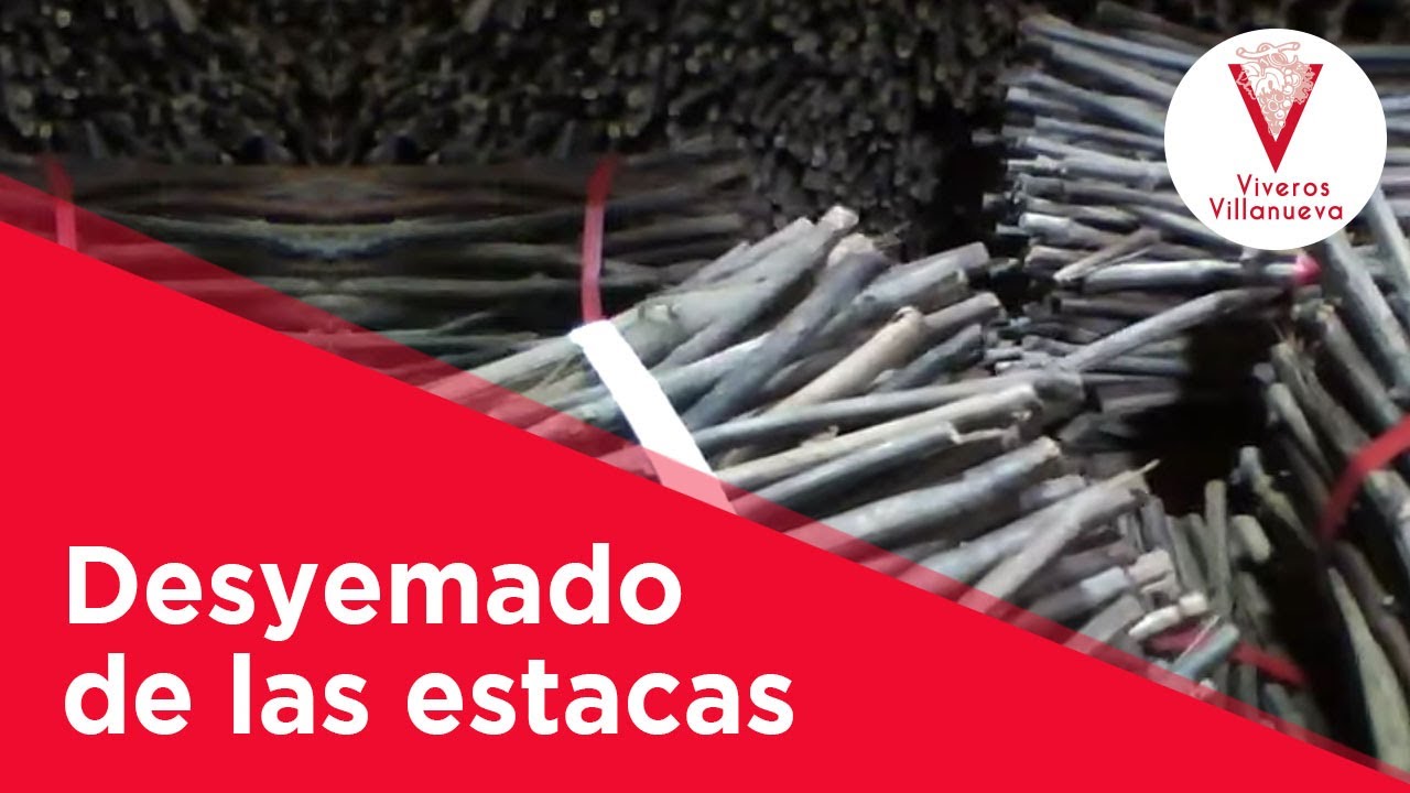Desyemado de las estacas de vid americana en Viveros Villanueva Vides