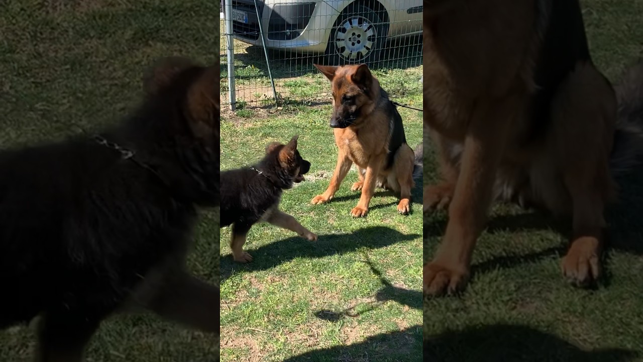 Il mio cane incontra un cucciolo di 2 mesi (pastore tedesco) 