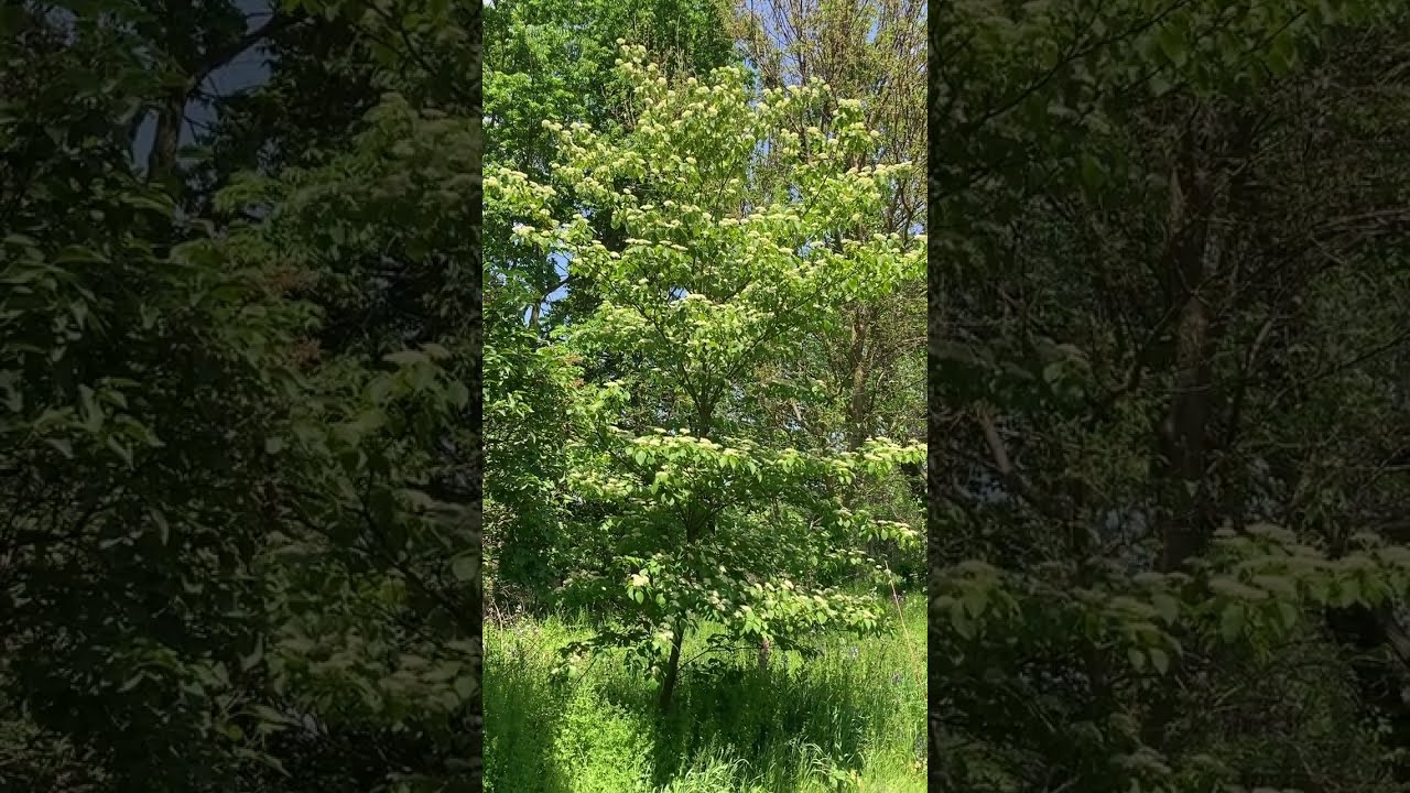 Plant Spotlight - Pagoda Dogwood (Cornus alternifolia)