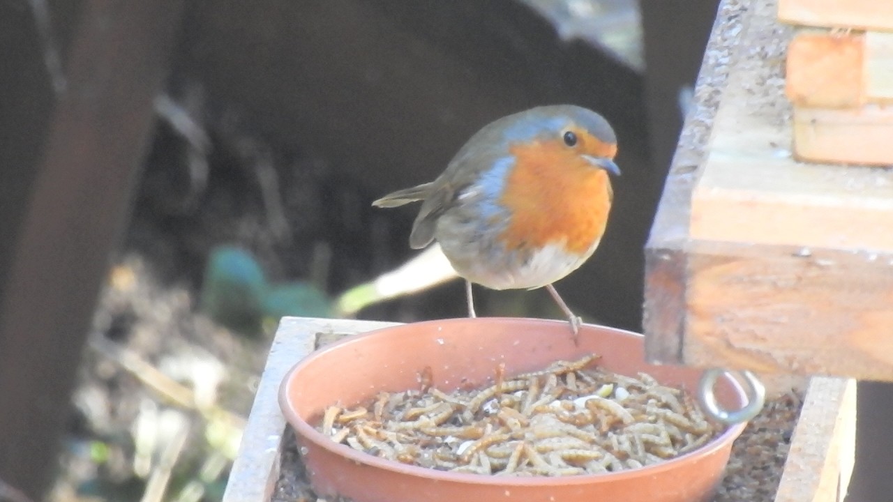 Wild Birds in my Garden. Feed the birds UK 10 03 26