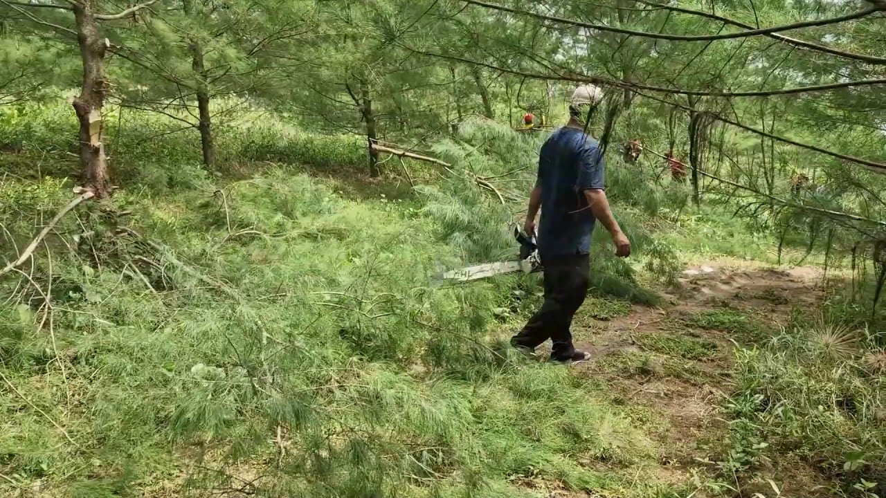 THE MOST EFFICIENT SUSTAINABLE FARMER CUTTING PINE TREE BRANCHES USING MODERN SAW-agriculture modern