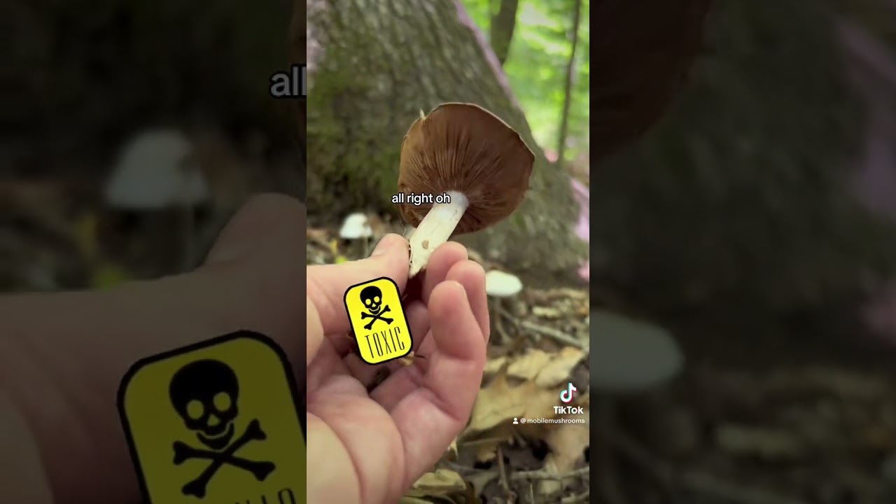 🍄 Toxic ⚠️ vs Edible ✅ ?? ➡️ Know your look-a-likes! 🧠