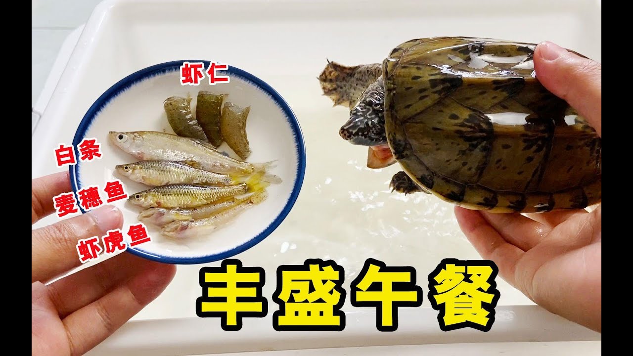 龟龟吃播，给龟喂食增添些仪式感！