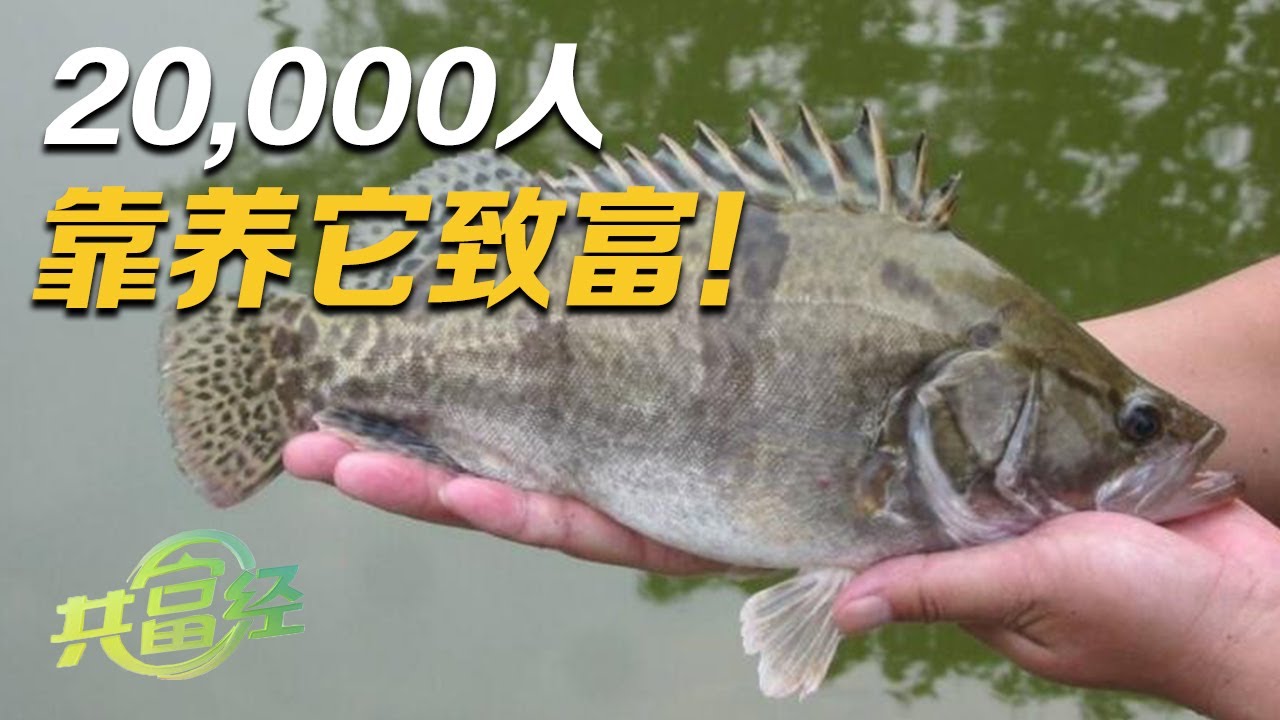 20,000人靠养它致富！超难伺候的鳜鱼该如何养殖？从种苗到饲料，听养鱼高手现场科普！|「共富经」20230628