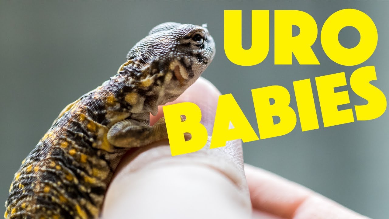 Baby uromastyx update! (The pancakes)
