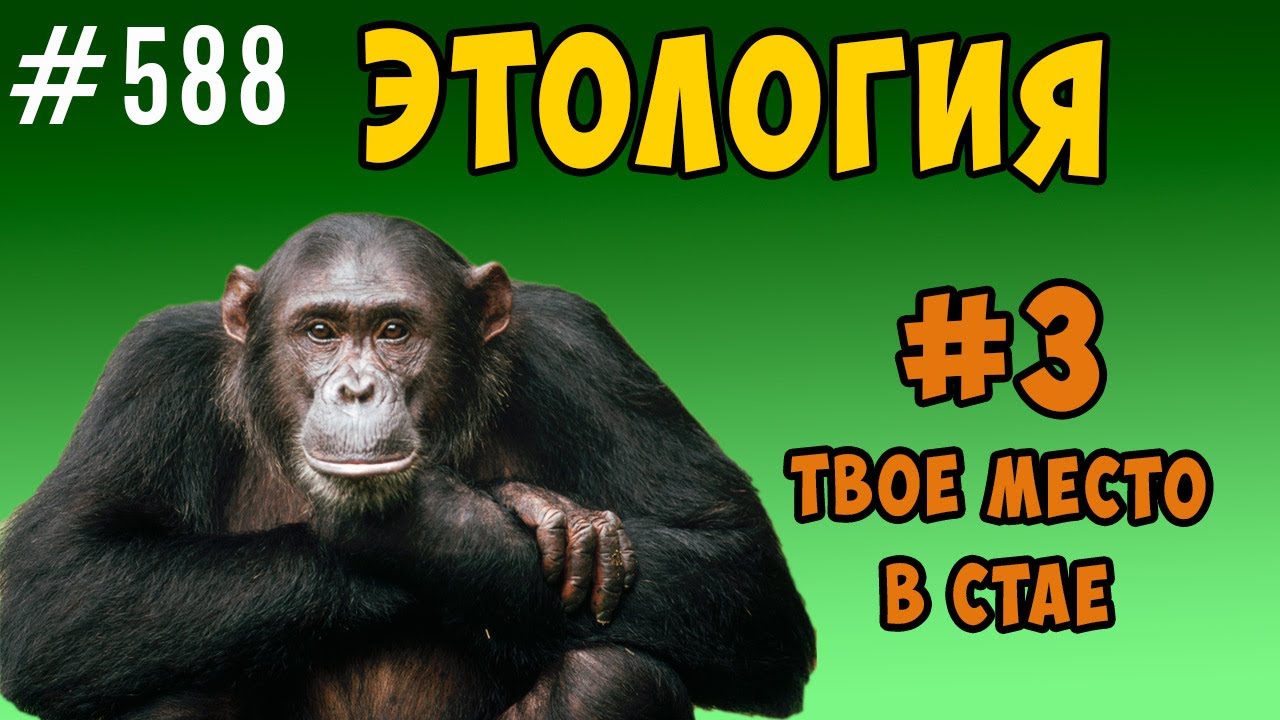 Этология. твое место в обществе