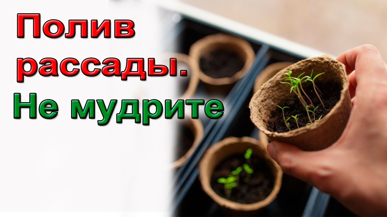 Полив рассады. Не мудрите.