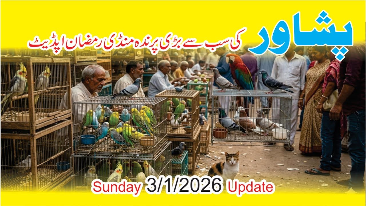 Sunday Birds Market update Peshawar/ Birds diaires