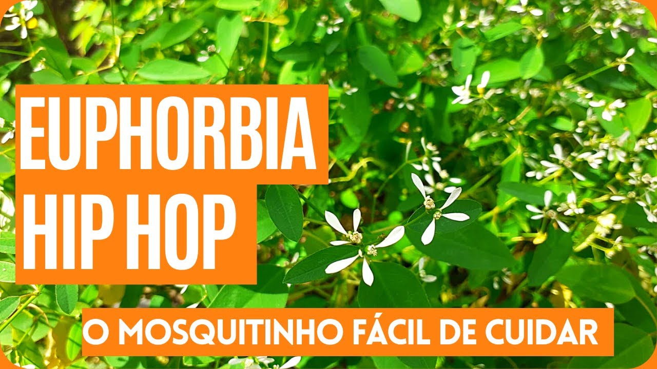 Mosquitinho de sol | COMO CUIDAR DA EUPHORBIA HIP-HOP