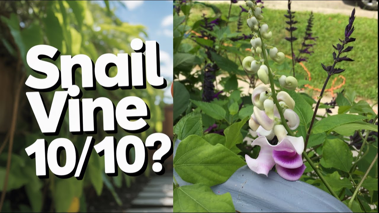 Corkscrew Vine, Snail Vine. Is this another 10/10 Plant?