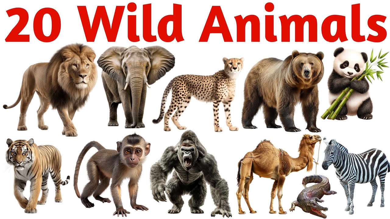 जंगली जानवरों के नाम | 20 Wild Animals Names in English for Kids Learning Vocabulary Video