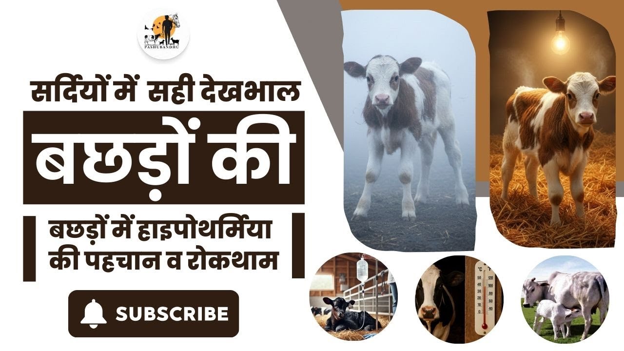 👉 सर्दियों में बछड़ों की सही देखभाल | बछड़ों में हाइपोथर्मिया की पहचान व रोकथाम |