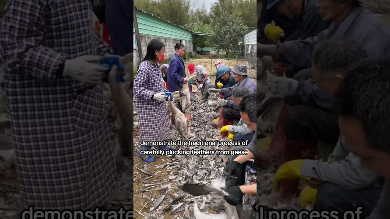 Goose Feather Harvesting Process with Traditional Method