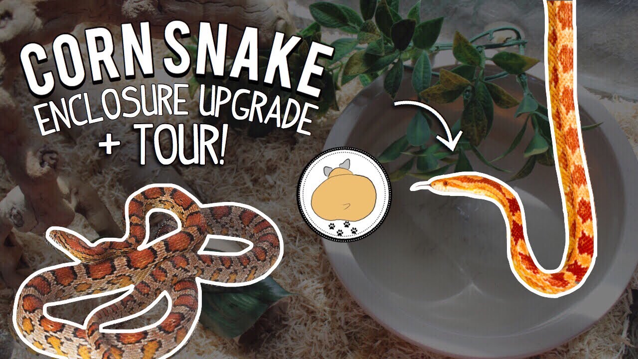 EPIC SNAKE CAGE UPGRADE + Tour! 🐍 | Pet Corn Snake Care