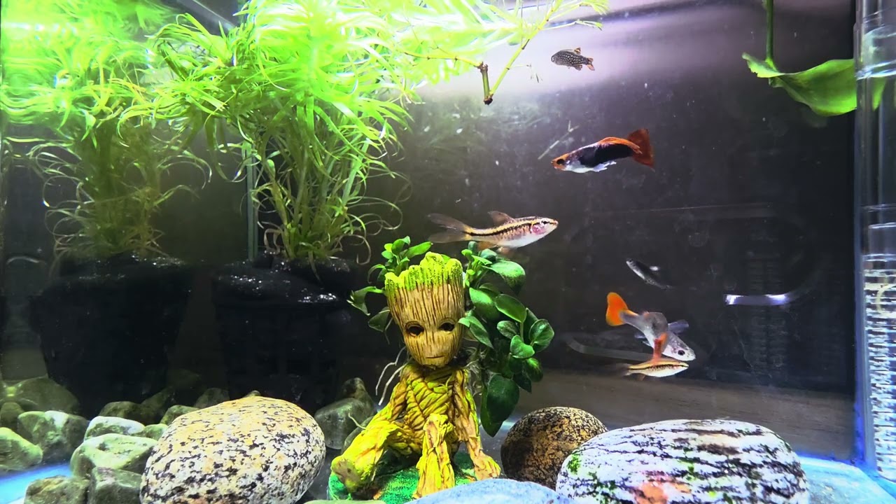 Relaxing video of my underwater world tiny world of tiny Groot and his amazing Fish friends.