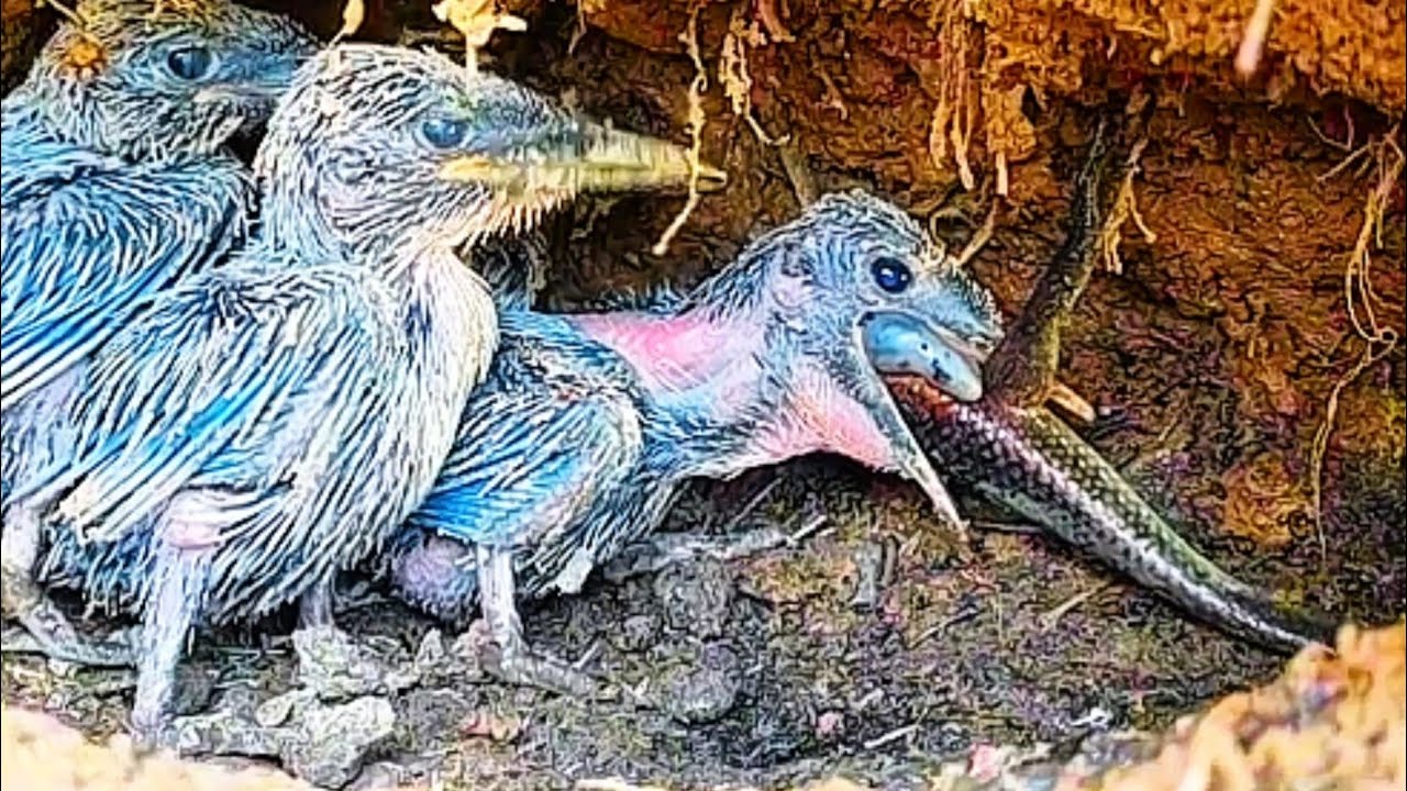 BAYI KINGFISHER SEKARAT AKIBAT MAKAN KADAL BESAR