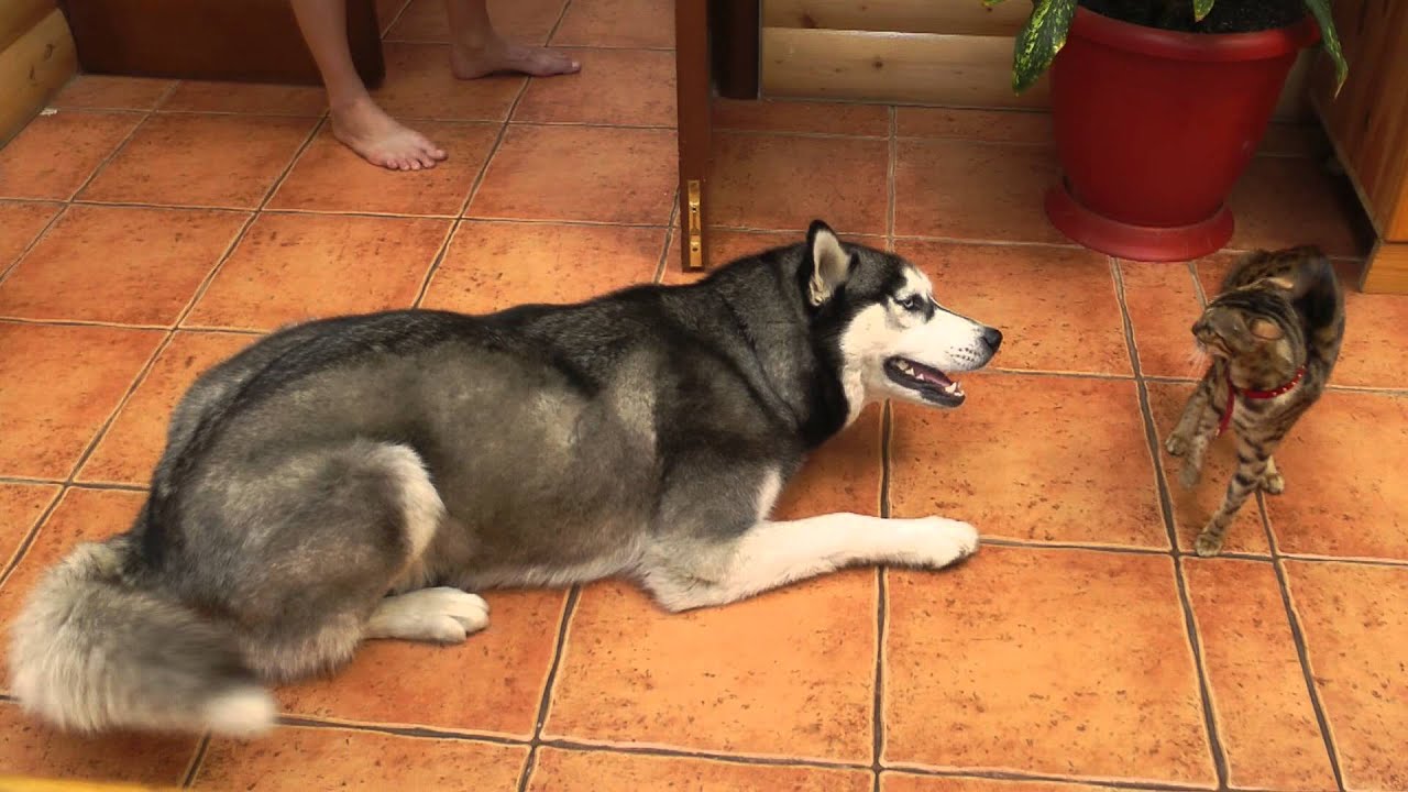 husky meets a cat хаски знакомится с кошкой