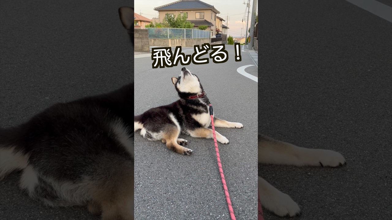 【柴犬】毎日の日課🐶 #shiba #柴犬 #黒柴