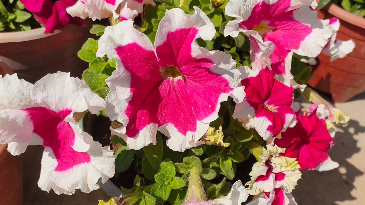 how to grow your plants 🪴 home 🏡 gardening tips #live garden #plant # tips