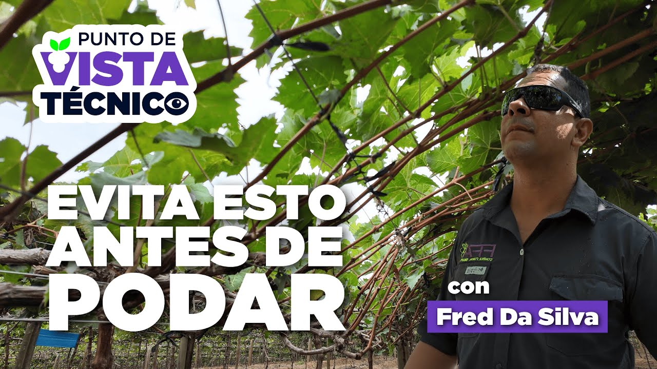 Maduración de cargadores en uva: consejos técnicos clave con Fred Da Silva | Punto De Vista Técnico