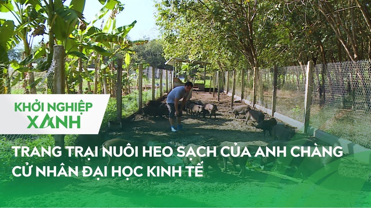 Trang trại nuôi heo sạch của anh chàng cử nhân Đại Học Kinh Tế | Khởi Nghiệp Xanh