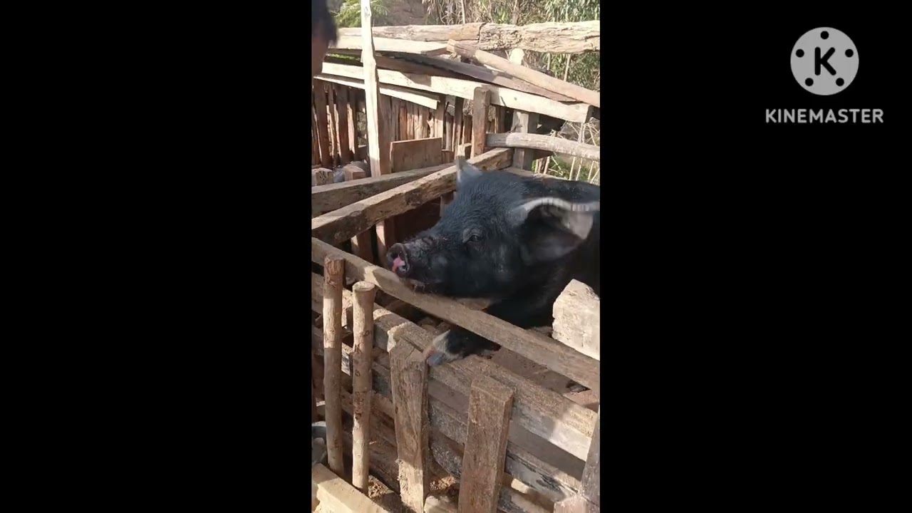 Feeding Pig 🐷 do you like your pigs?