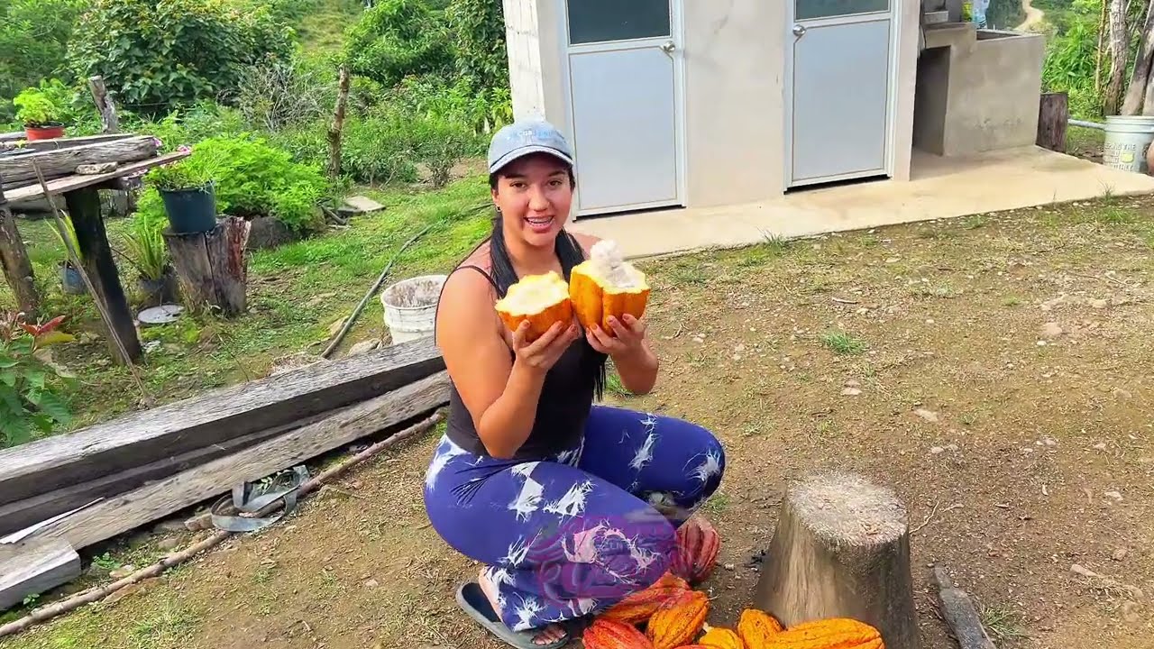 Cosechando cacao para hacer chocolate artesanal 
