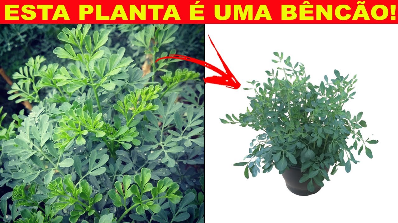 Benef&iacute;cios da ARRUDA ! (Varizes, Ansiedade, Assaduras, Frieiras, Mal Olhado, Energia)