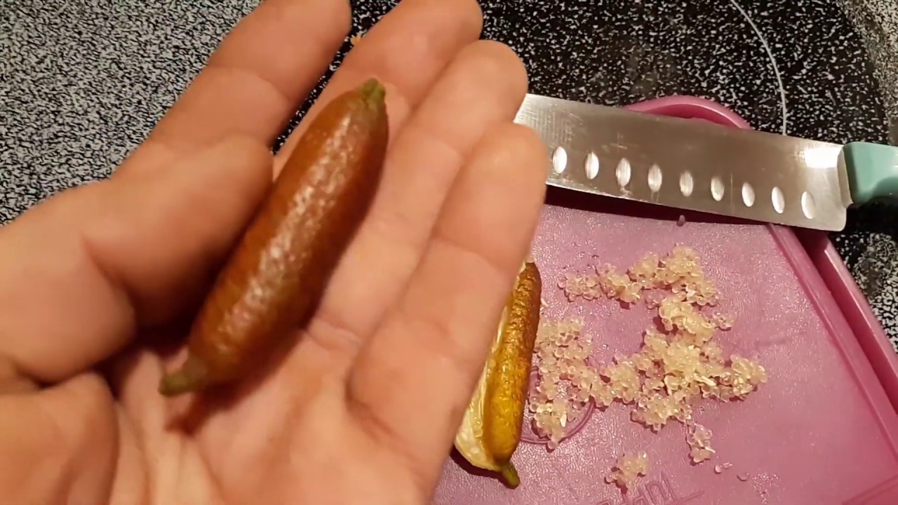 Australian finger limes! A culinary explosion!
