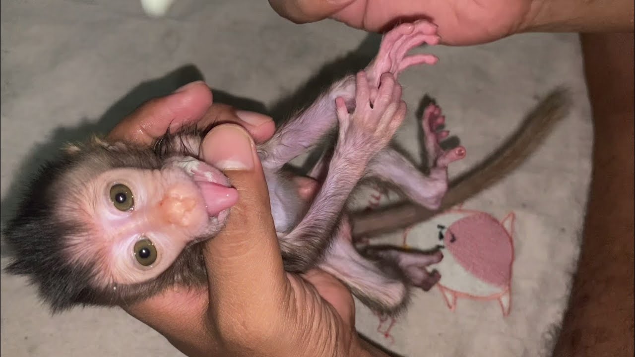 BABY MONKEYS ARE WET AND COLD