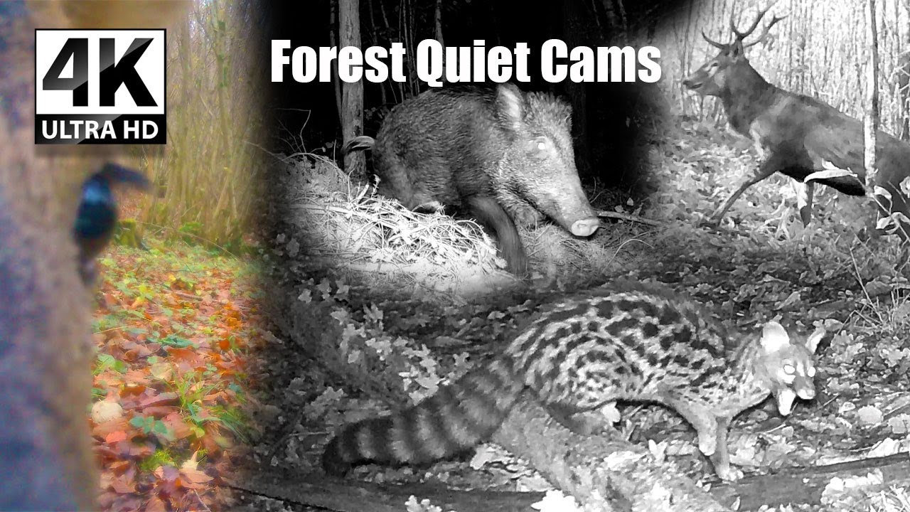 Fox vs Badger, Wild Boars & Deer Caught on Trail Camera | Forest Wildlife